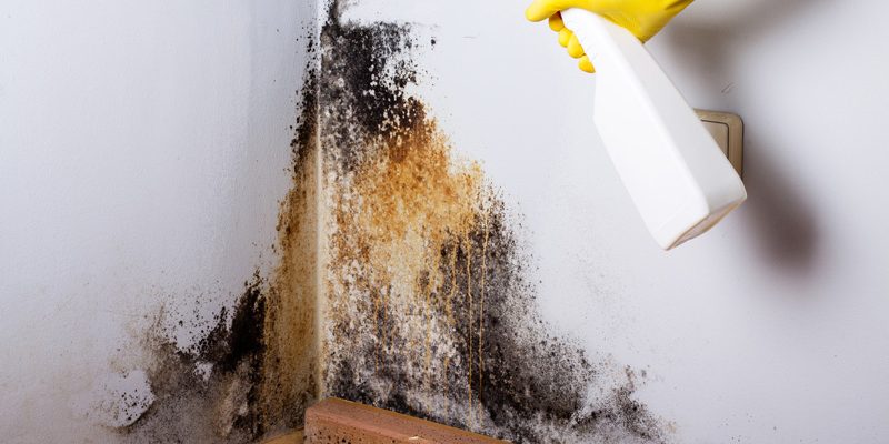Treating Mold with Bleach