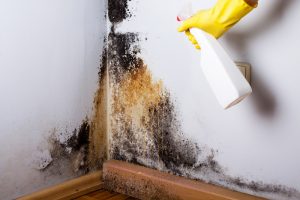 killing mold with bleach